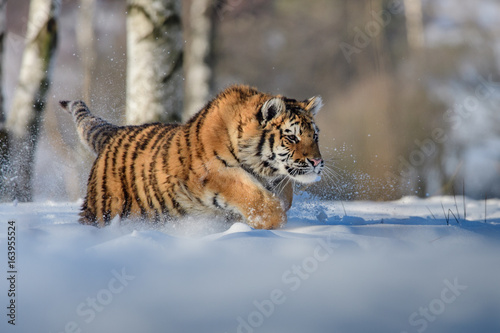 Siberian Tiger in the snow (Panthera tigris) 