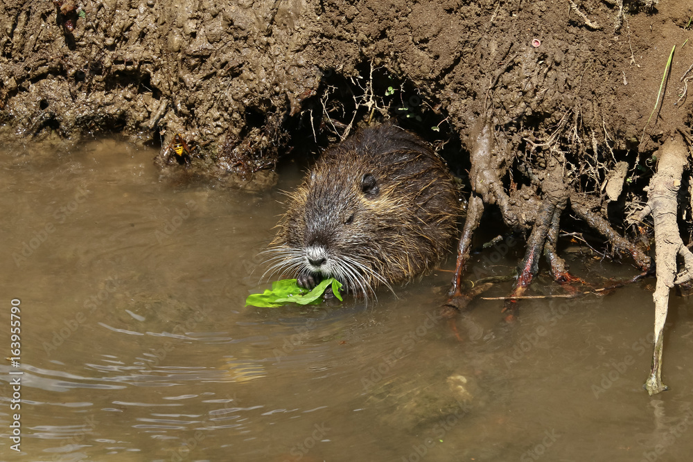 Foto Stock Nutria im Wasser vor der Höhle, Myocastor coypus Adobe Stock