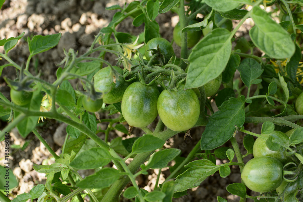 Tomato vine bearing maturing green tomatoes