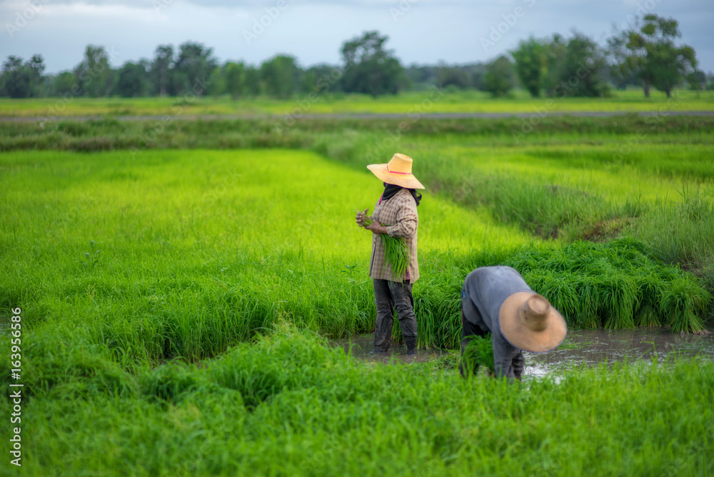 Transplant rice seedlings in rice field, Asian farmer is withdrawn seedling and kick soil flick of Before the grown in paddy field,Thailand, Farmer planting rice in the rainy season. Transplant rice seedlings in rice field, Asian farmer is withdrawn seedling and kick soil flick of Before the grown in paddy field,Thailand, Farmer planting rice in the rainy season.