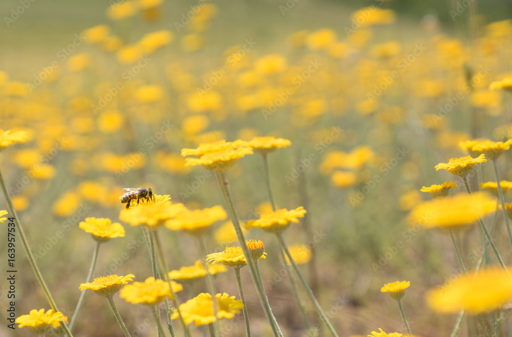 Biene auf gelben Blüten