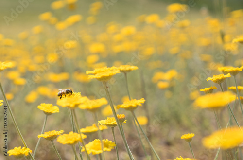 Obraz na płótnie Biene auf gelben Blüten w salonie