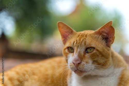 Cats who live in Temple. In Thailand. © MAGNIFIER
