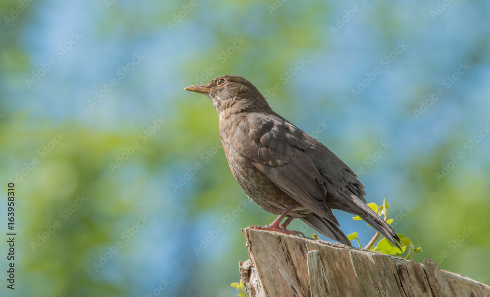 Amsel Amsel