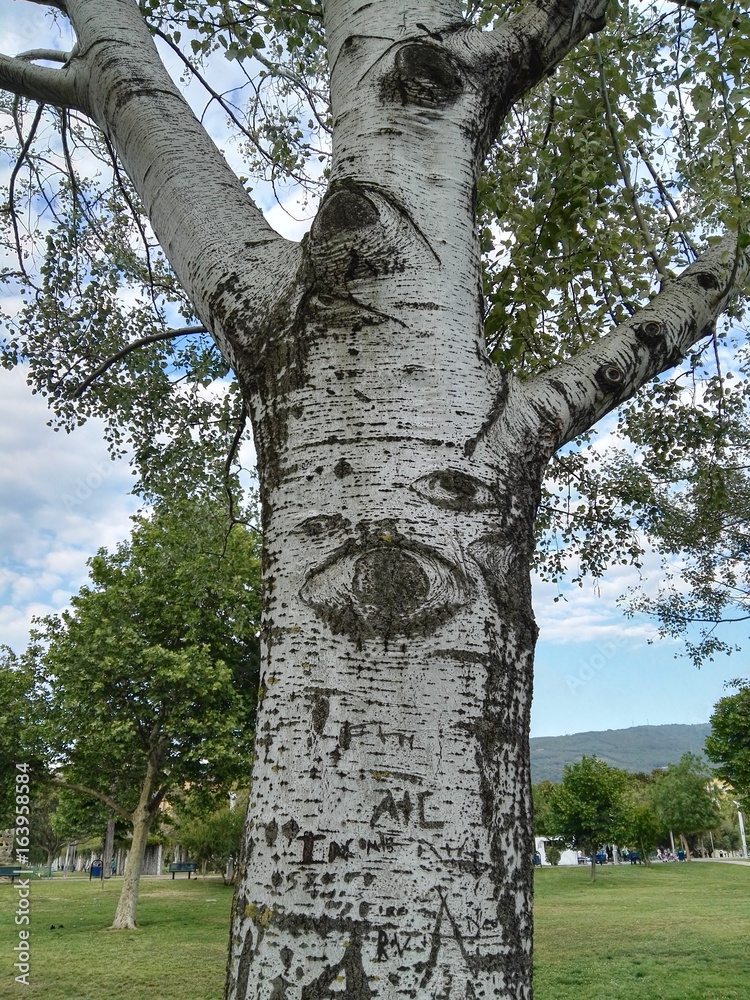 Fototapeta premium Occhio di albero