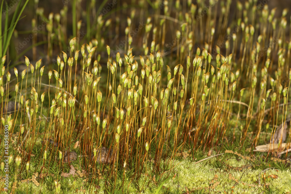 Spore capsules of hair cap moss in Manchester, Connecticut.