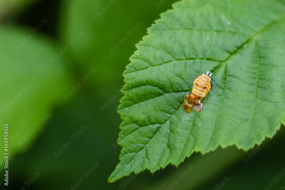 Ladybird ladybug pupa larva fixed to a green leaf Ladybird ladybug pupa larva fixed to a green leaf
