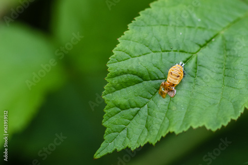 Ladybird ladybug pupa larva fixed to a green leaf
