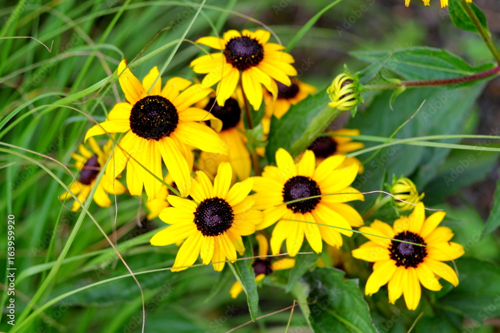 Naklejka premium Bunch of black eyed susan flowers. Yellow flowers with dark middle n flowerbed.