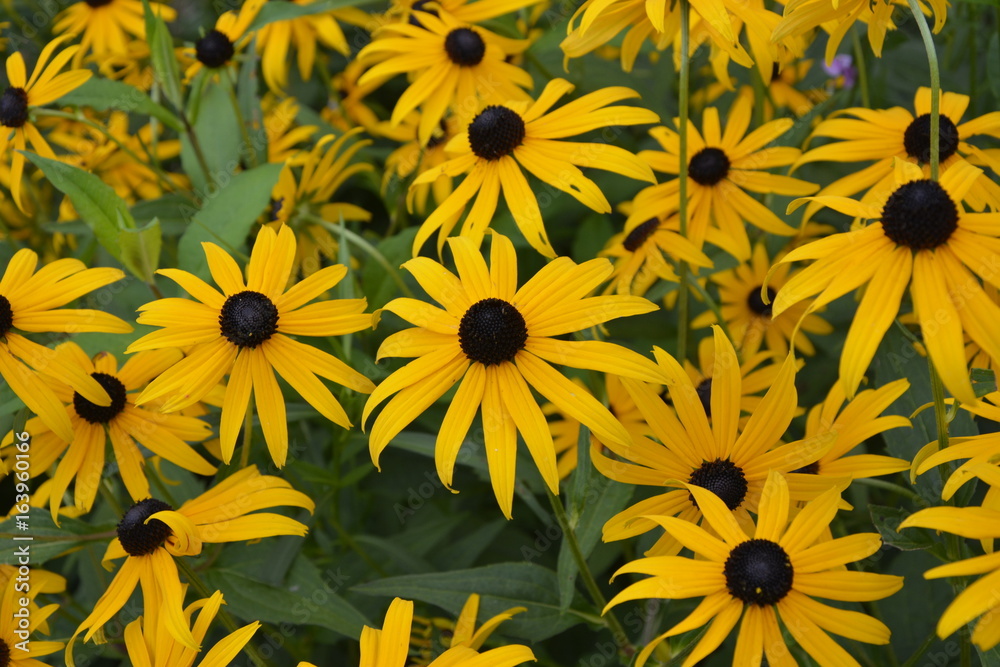 Flowers_Black_Eye_Susans Flowers_Black_Eye_Susans