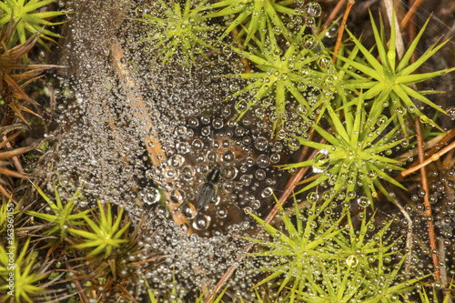 Funnel weaver spider and web from New London, New Hampshire. photo