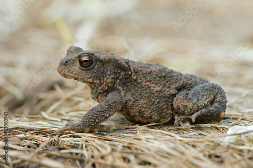 Common Toad (Bufo bufo)/Juvenile Toad in long dry yellow grass stalks