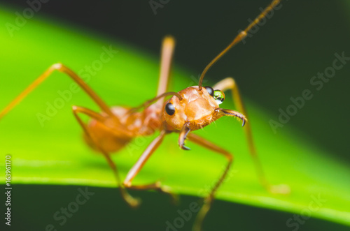 red ant stand on leaf and open the mouth. © thithawat