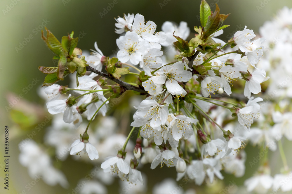Obraz premium Kirschbaumblüten