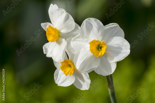 Fototapeta Naklejka Na Ścianę i Meble -  Weiße Narzisse (Narcissus poeticus