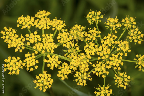 Фотография Yellow wild parsnip flowers from Newbury, New Hampshire