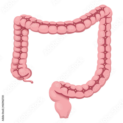 Illustration representing human large intestine organ of the digestive system anatomy. Ideal for medical and educational materials