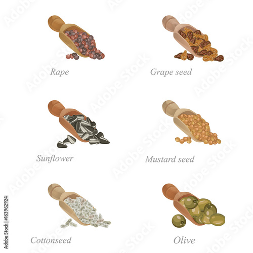 Six shovels with different oilseeds in them / There are shovels with sunflower, rape, cottonseed and other popular oilseeds
