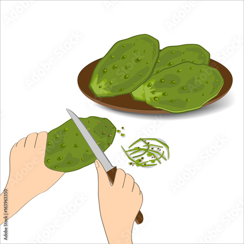 Edible green cactus leaves or nopales on white background. Hand drawn vector illustration