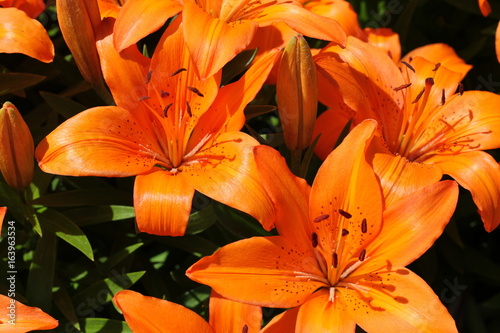 orange lily bloom