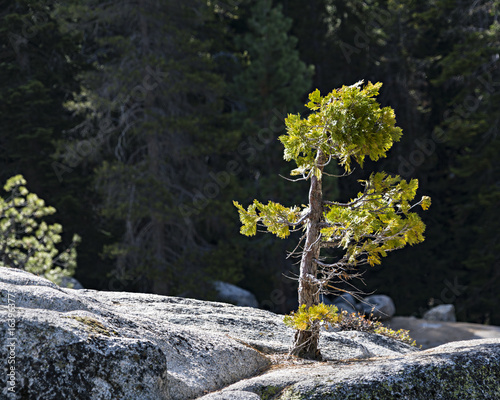 Εκτύπωση καμβά Green Tree