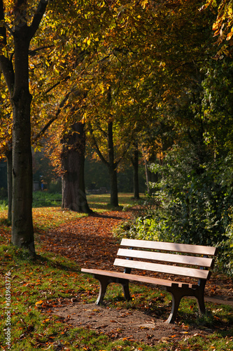 Fototapeta Naklejka Na Ścianę i Meble -  Parkbank und Bäume mit Herbstlaub