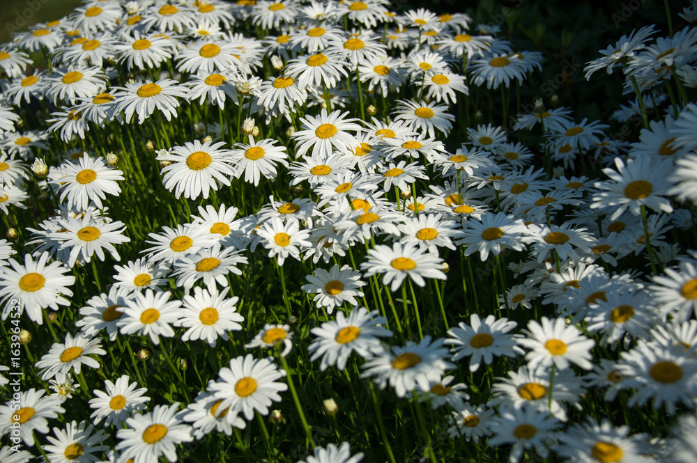 Wild Daisies