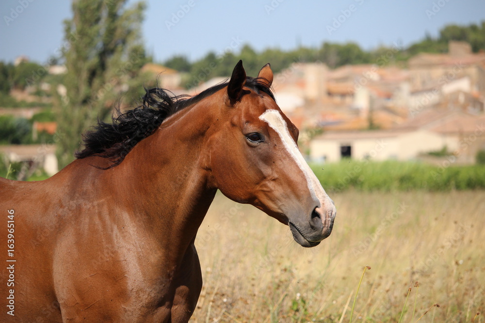 portrait de cheval marron avec tâche blanche sur museau portrait de cheval marron avec tâche blanche sur museau