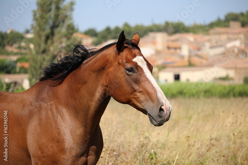 portrait de cheval marron avec t  che blanche sur museau