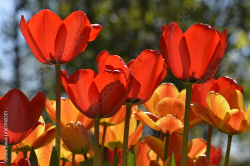 Tulips_Red_Yellow_Side_Lighting_Sun