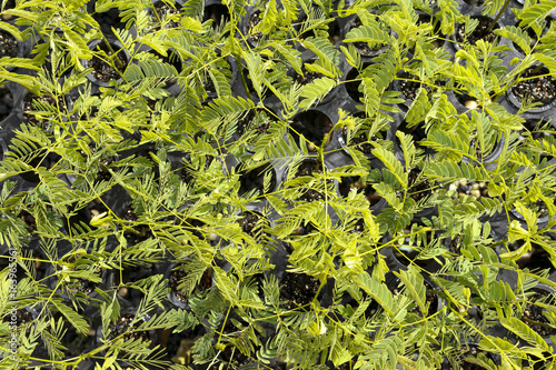 detail of greenhouse photo