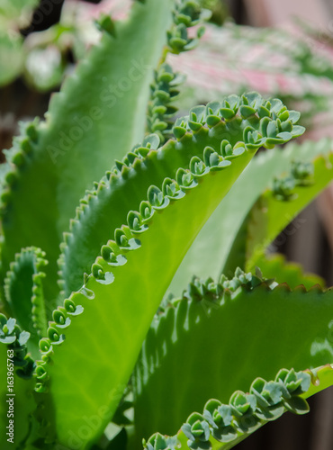 close up Kalanchoe pinnata green leaf in flowerpot