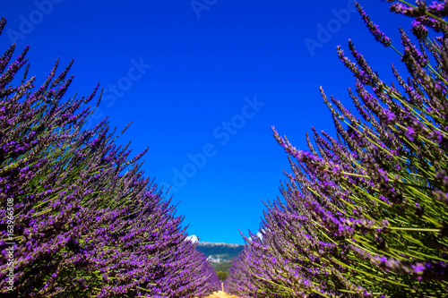 Fototapeta Naklejka Na Ścianę i Meble -  Blooming lavender field and blue sky. Place for text or symbol.