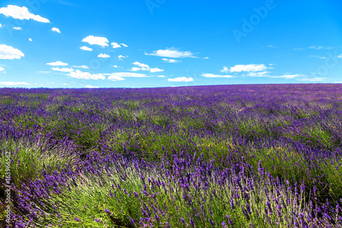 Blooming lavender field  and the blue sky.