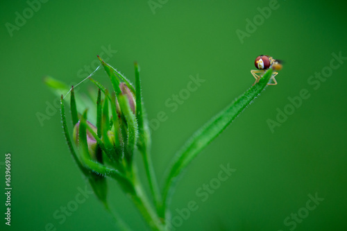 Tiny creature taking a break. 