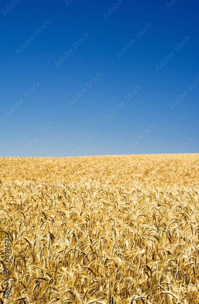 Naklejka premium Wheat field on a sunny day with a blue sky
