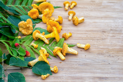 raw chantarelles with birch and fern leaves on a wooden table with copy space