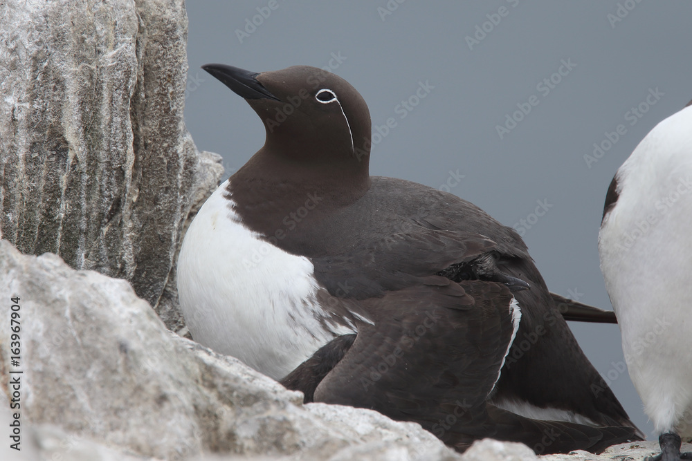 Guillemot, (Common Murre, Uria aalge), Guillemot, (Common Murre, Uria aalge),
