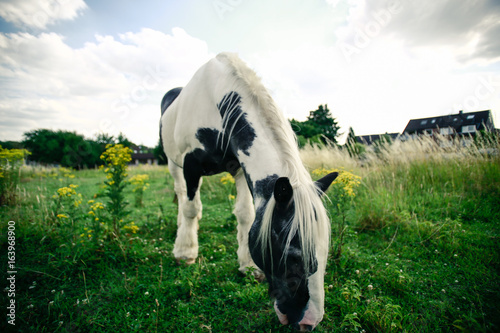 Irish Tinker photo