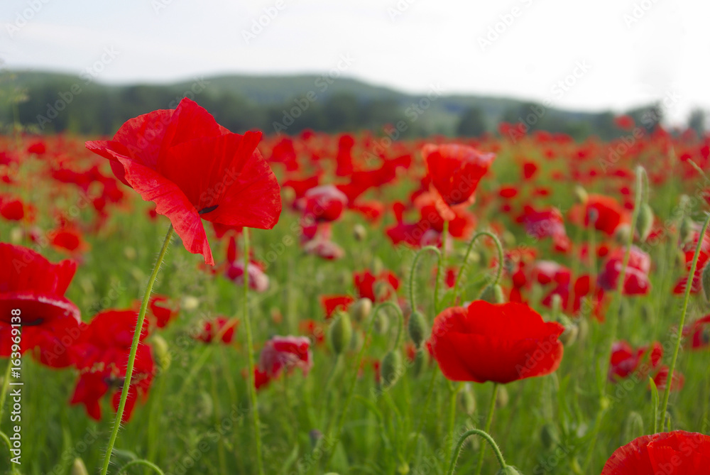 Red Poppy Flower field summer countryside landscape. Red Poppy Flower field summer countryside landscape.