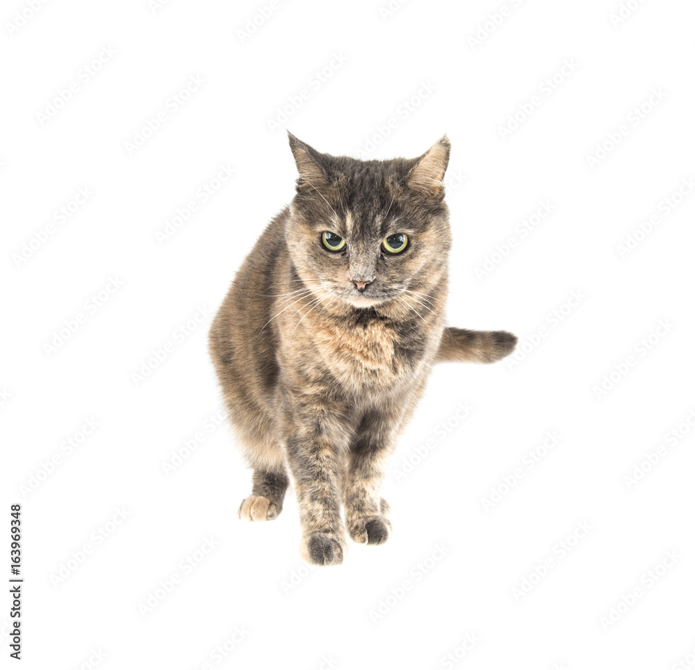  gray cat on a white background