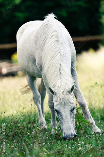 Welsch Mountain Pony photo