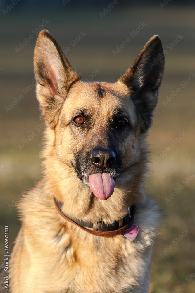 German Shepherd Sticking out Their Tongue