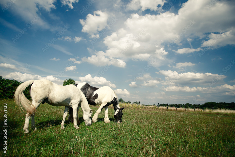 Fototapeta premium Welsch Mountain Pony