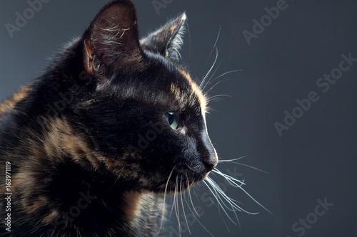 Fototapeta Naklejka Na Ścianę i Meble -  Tortoiseshell cat on grey backrgound isolated