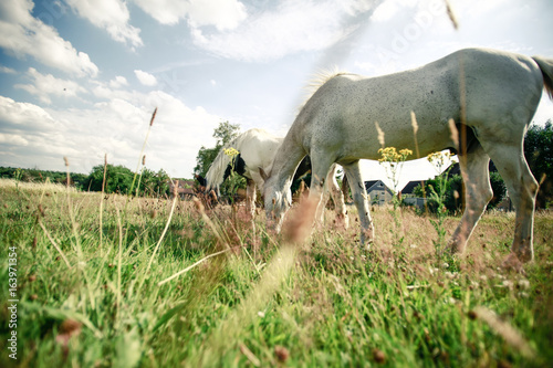 Fényképezés Welsch Mountain Pony