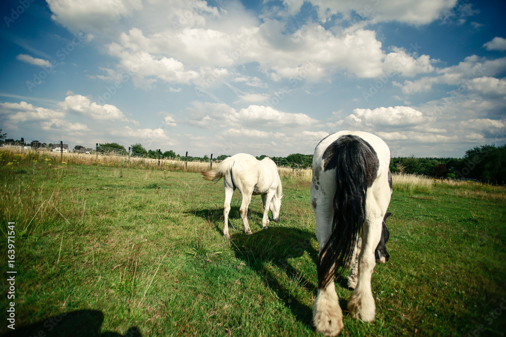 Fototapeta premium Welsch Mountain Pony