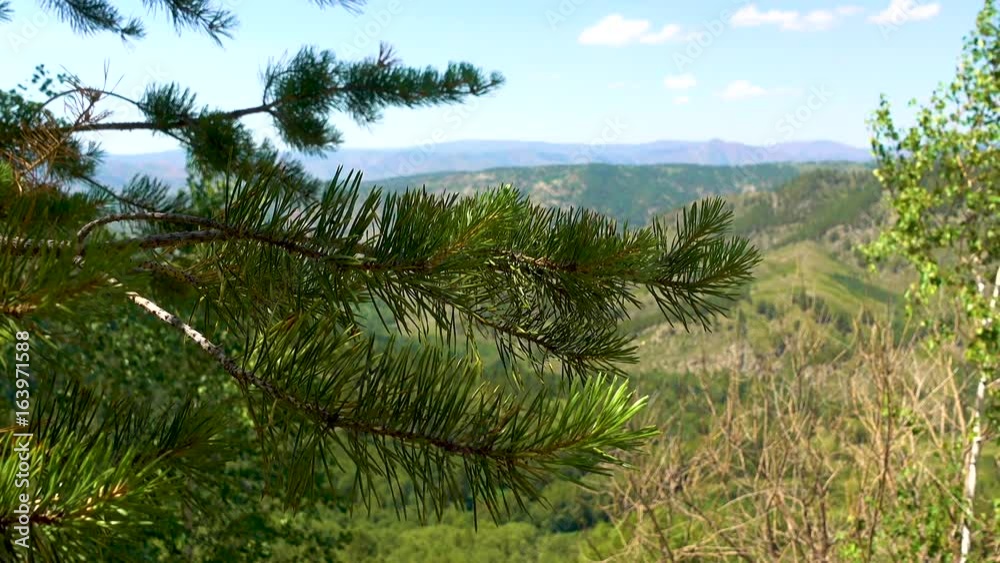 Pine branch with green needles sways in the wind on a background of beautiful mountains. Mountain of East Kazakhstan. Pine branch with green needles sways in the wind on a background of beautiful mountains. Mountain of East Kazakhstan.