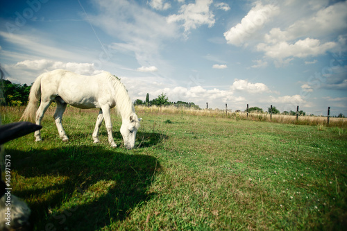 Welsch Mountain Pony © Daniel