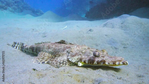 Tentacled flathead in the Red Sea, Egypt photo